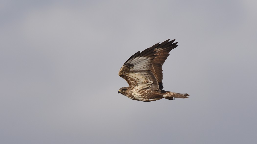 Long-legged Buzzard