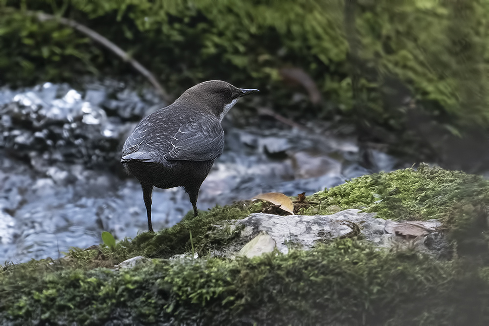 White-throated Dipper