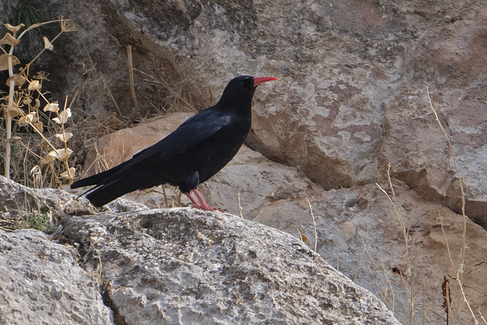 Red-billed Chough