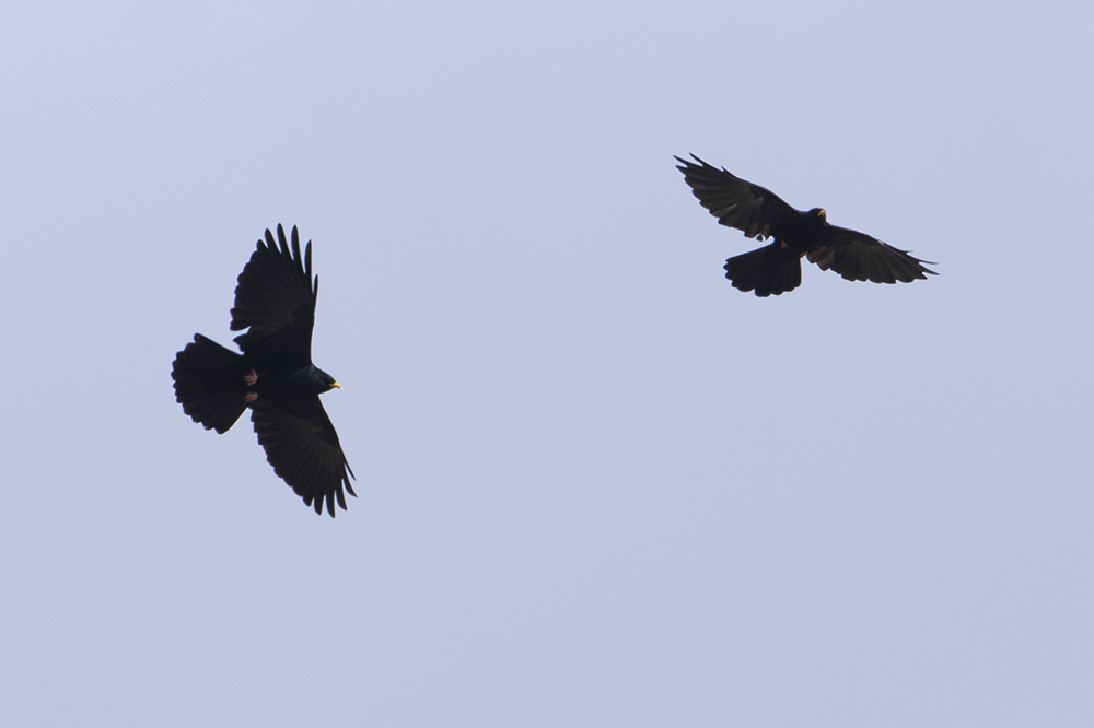 Alpine Chough