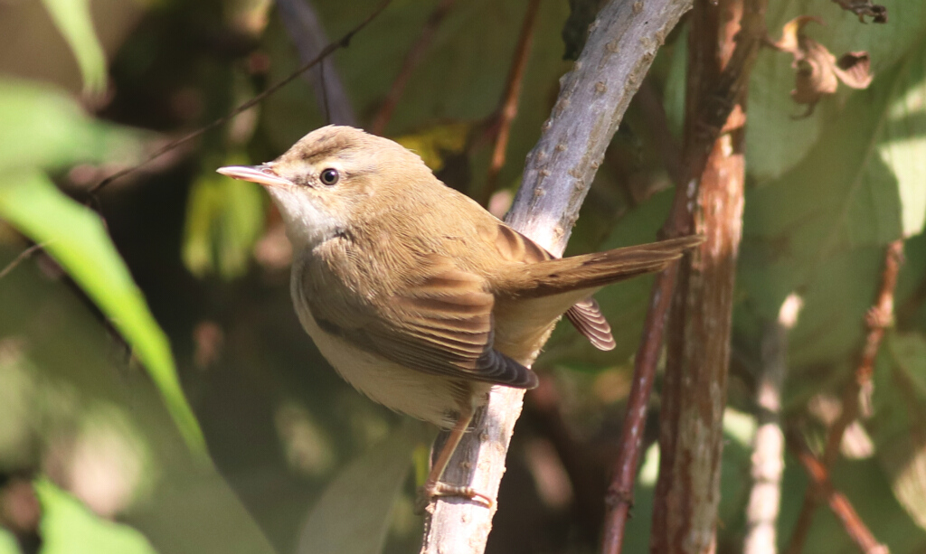 Paddyfield Warbler