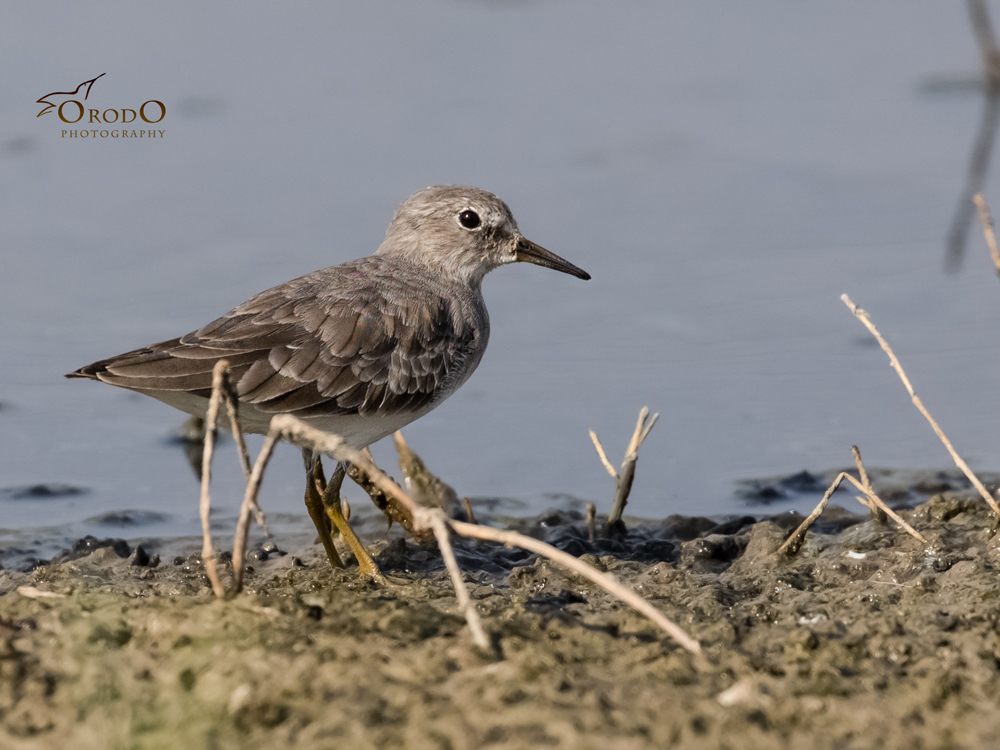 Temminck`s Stint