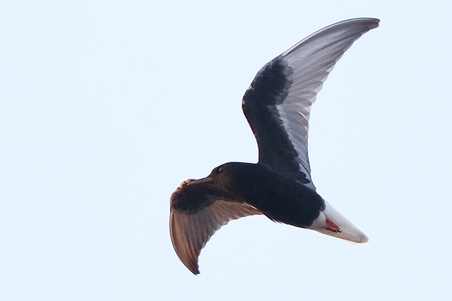White-winged Tern
