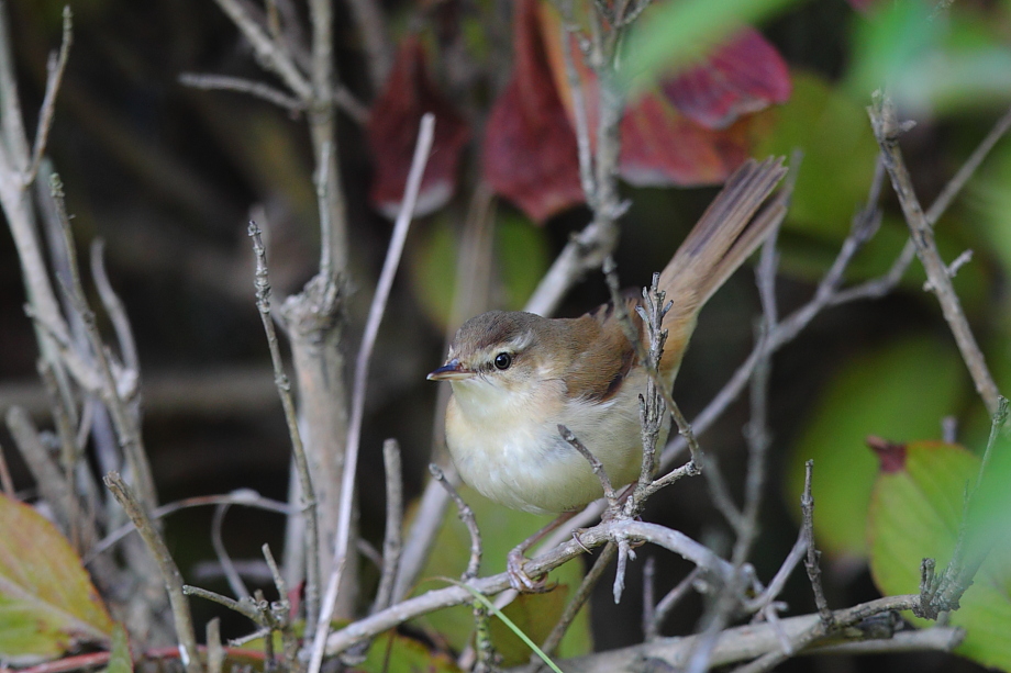 Paddyfield Warbler