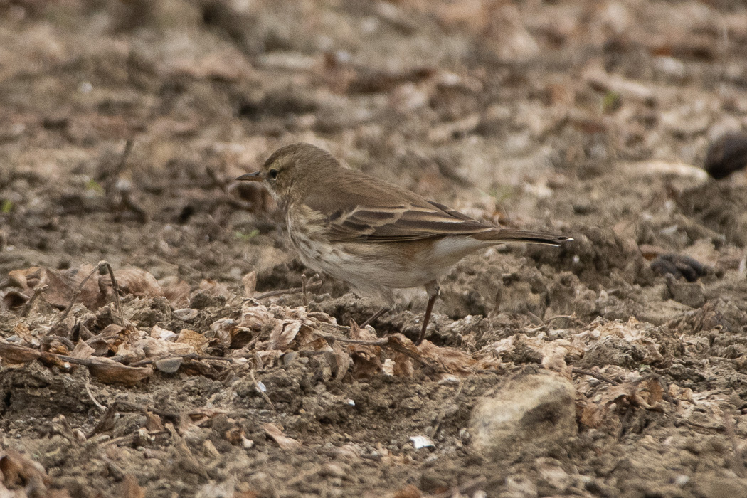 Water Pipit