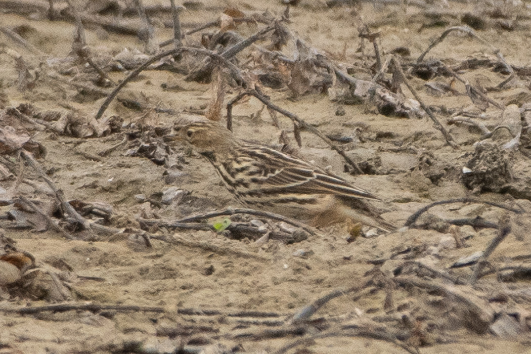 Red-throated Pipit