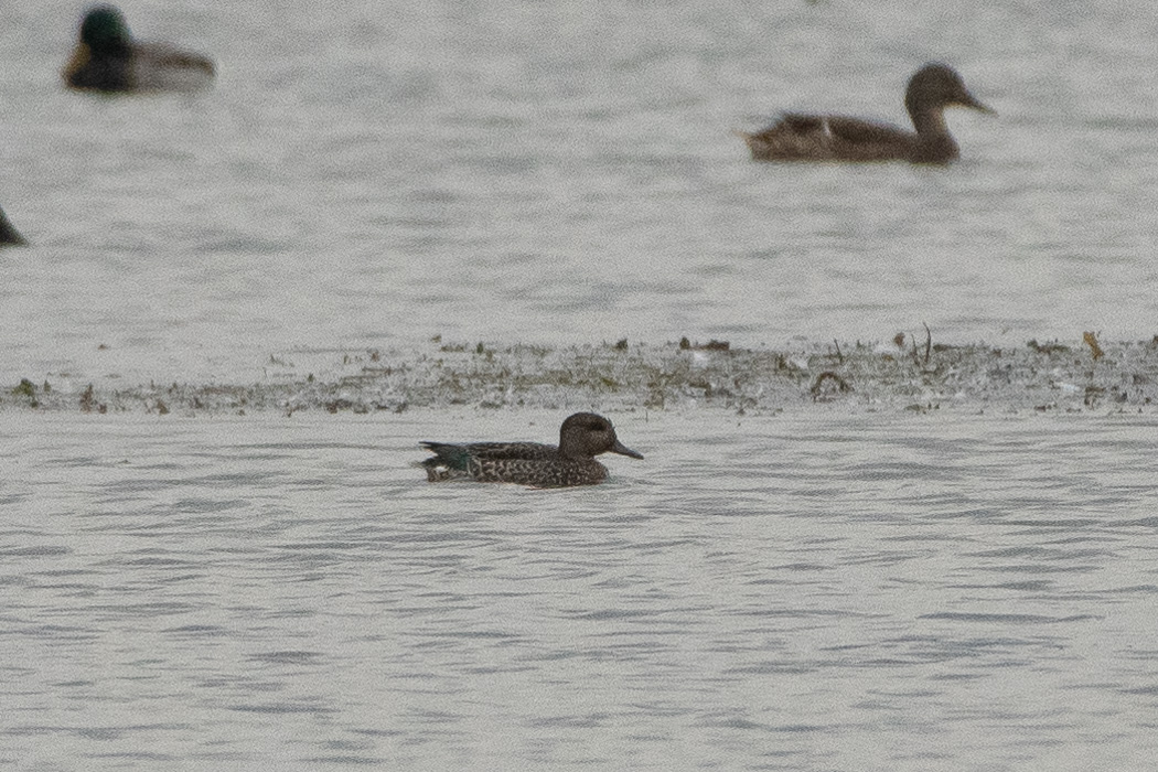 Eurasian Teal