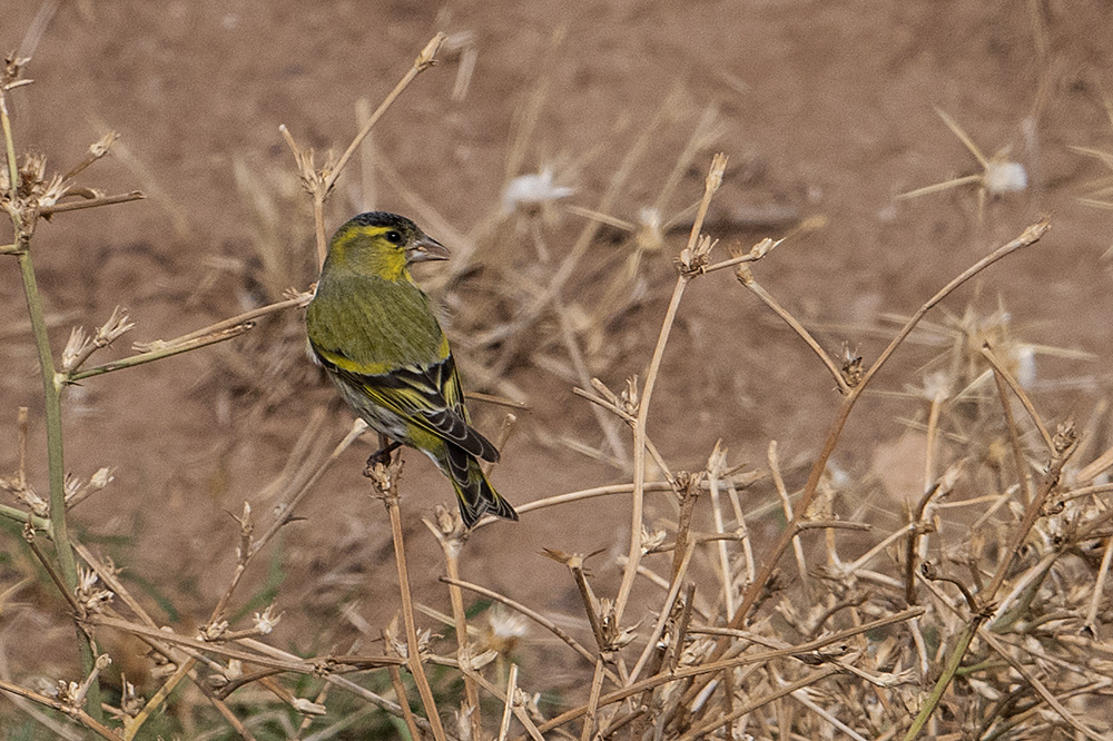 Eurasian Siskin
