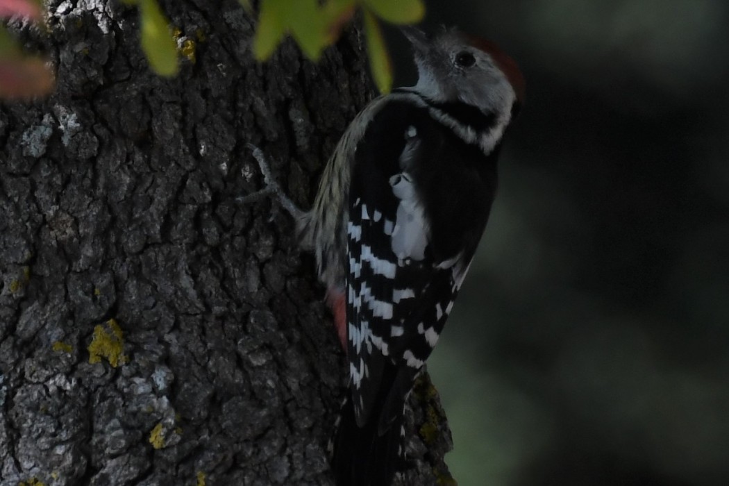 Middle Spotted Woodpecker