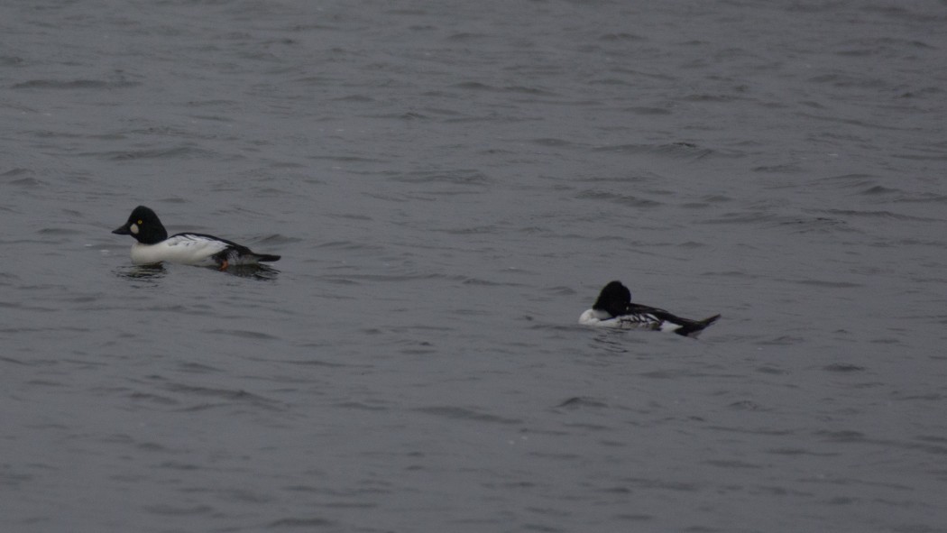 Common Goldeneye