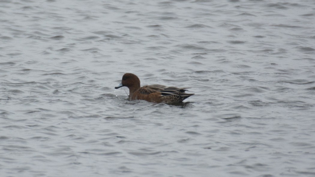 Eurasian Wigeon