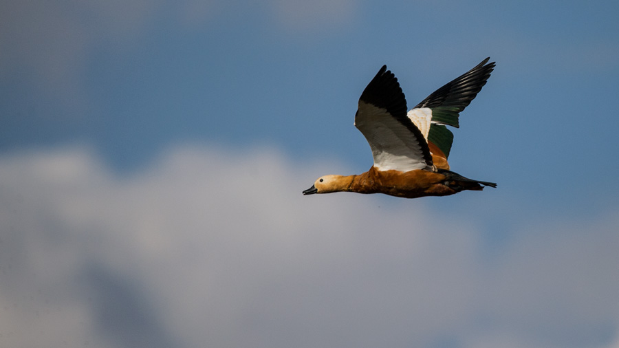 Ruddy Shelduck