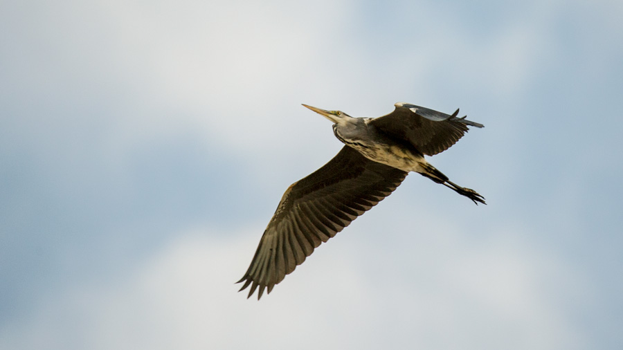 Grey Heron
