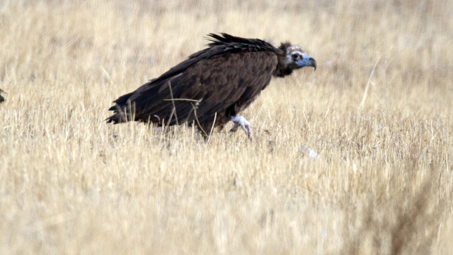 Cinereous Vulture