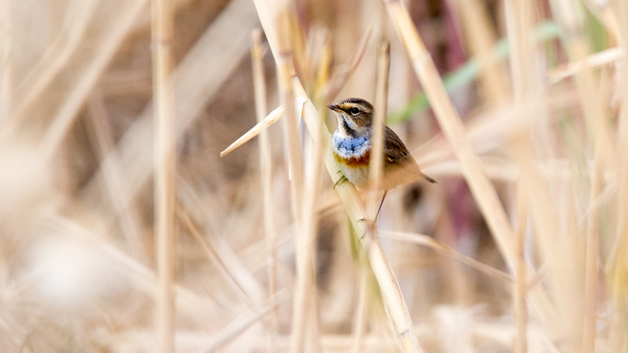 Bluethroat