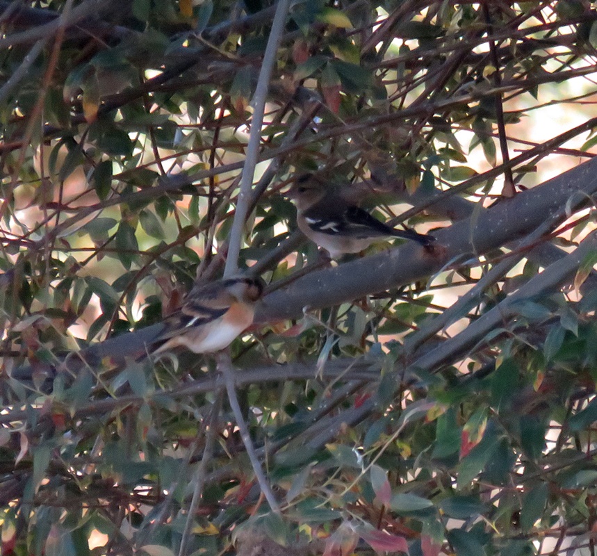 Brambling