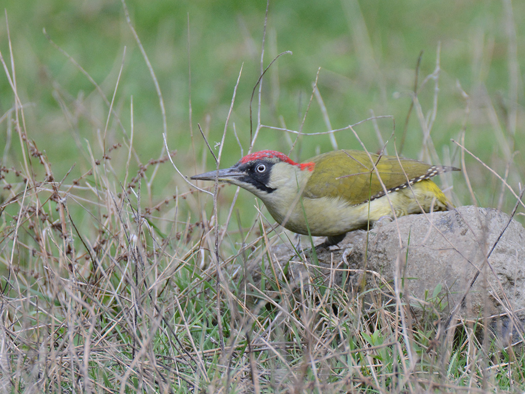 European Green Woodpecker