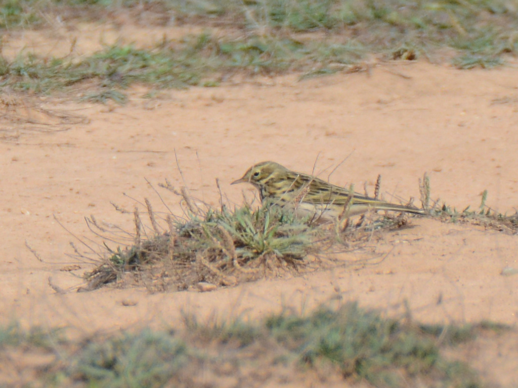 Meadow Pipit