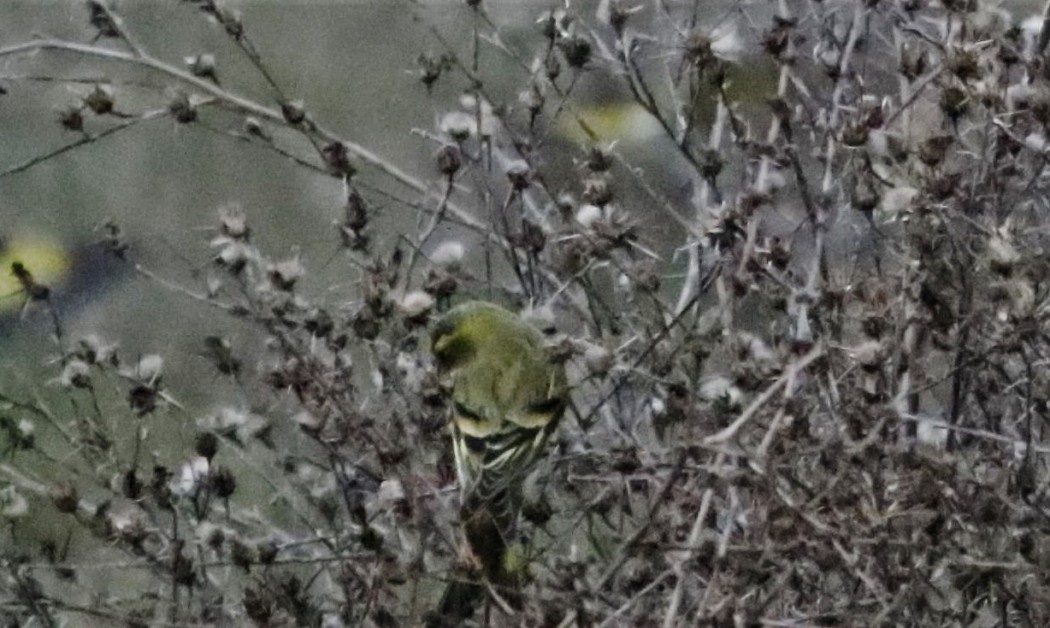 Eurasian Siskin