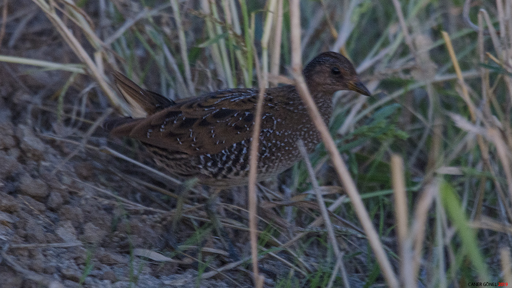 Spotted Crake
