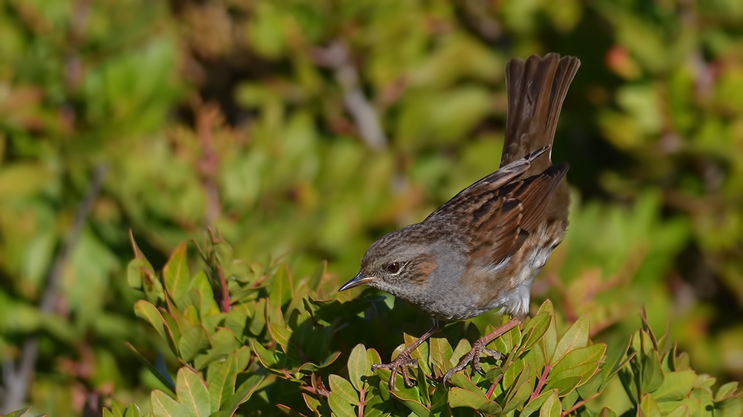 Dunnock