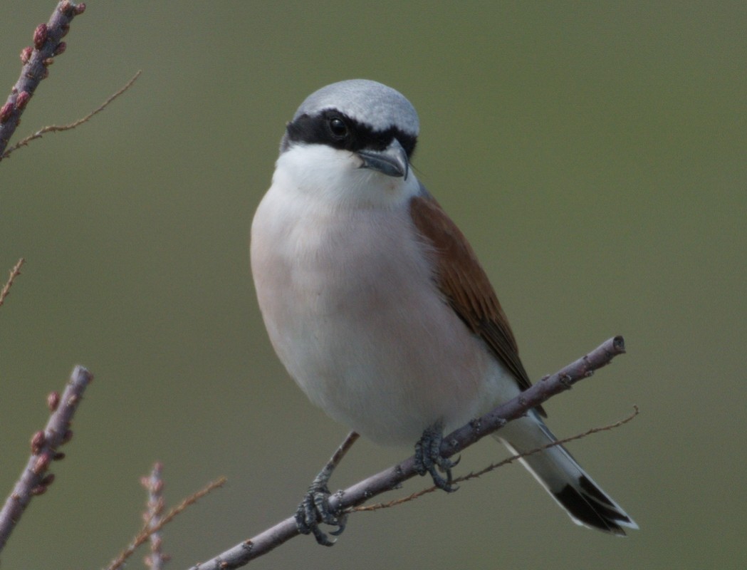 Red-backed Shrike