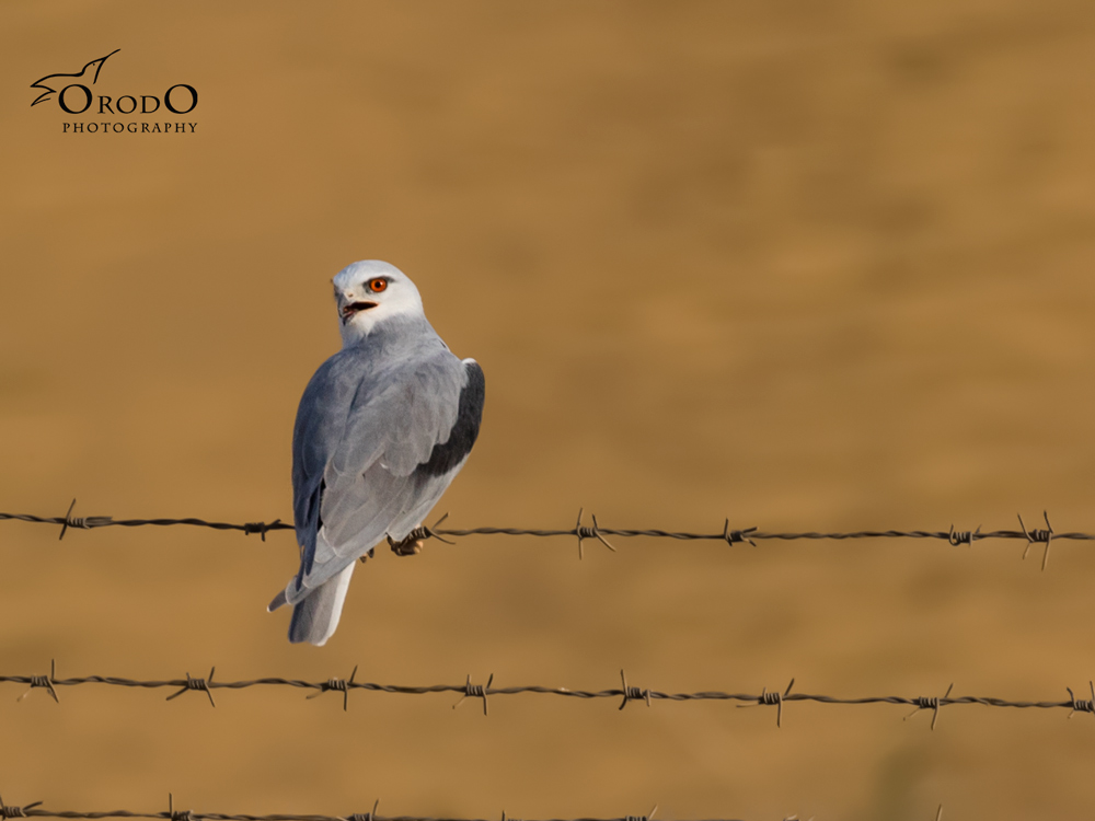 Black-winged Kite