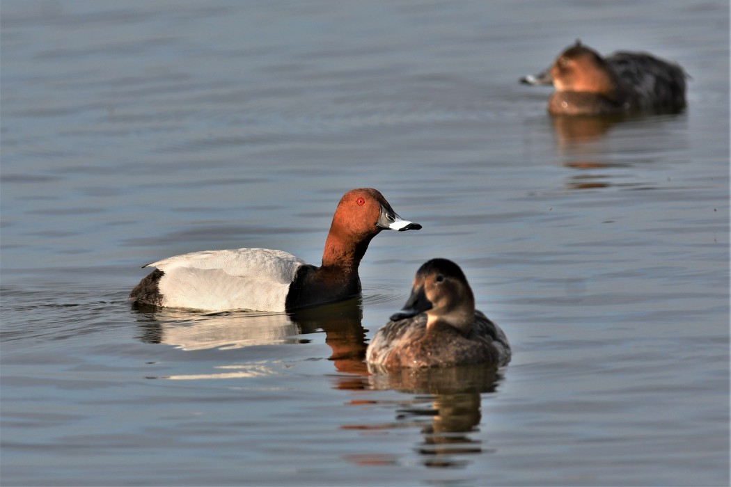 Common Pochard