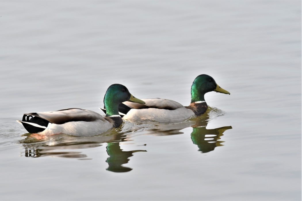 Mallard