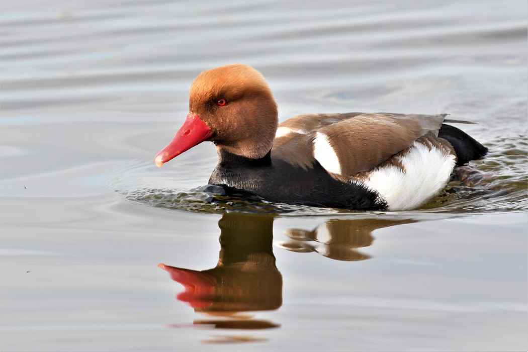 Red-crested Pochard