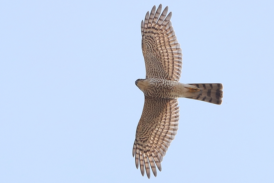 Levant Sparrowhawk