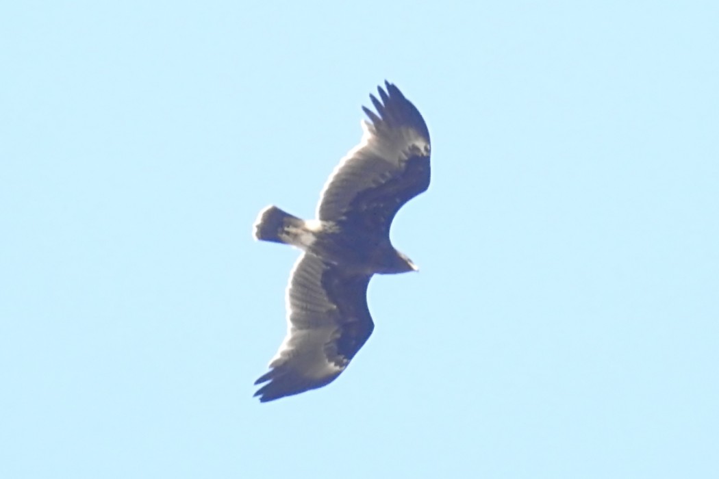 Greater Spotted Eagle