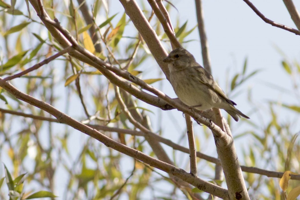 European Greenfinch
