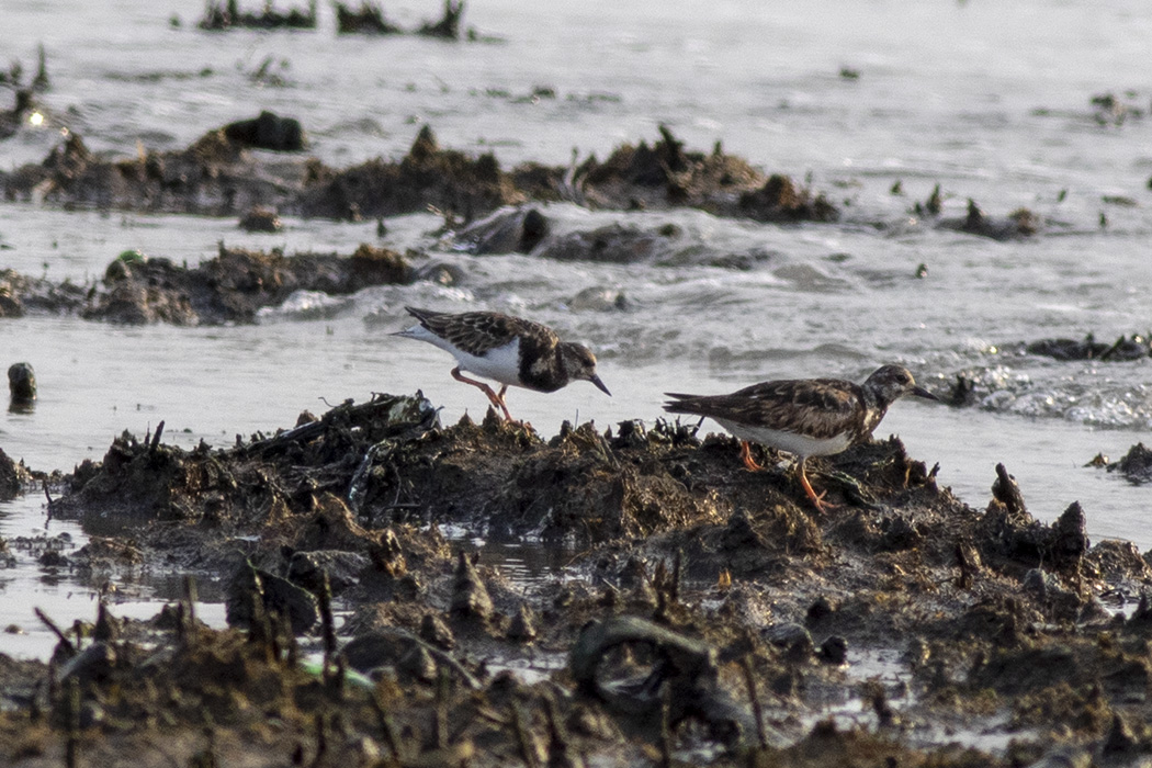 Ruddy Turnstone