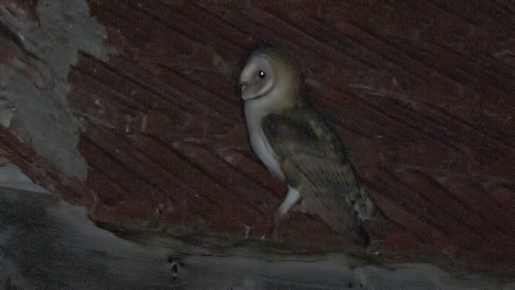 Western Barn Owl