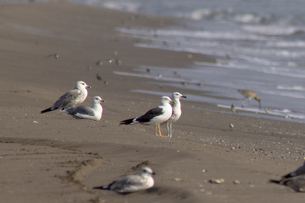 Lesser Black-backed Gull