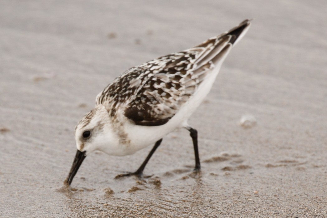 Sanderling