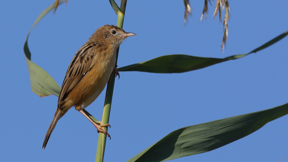Zitting Cisticola