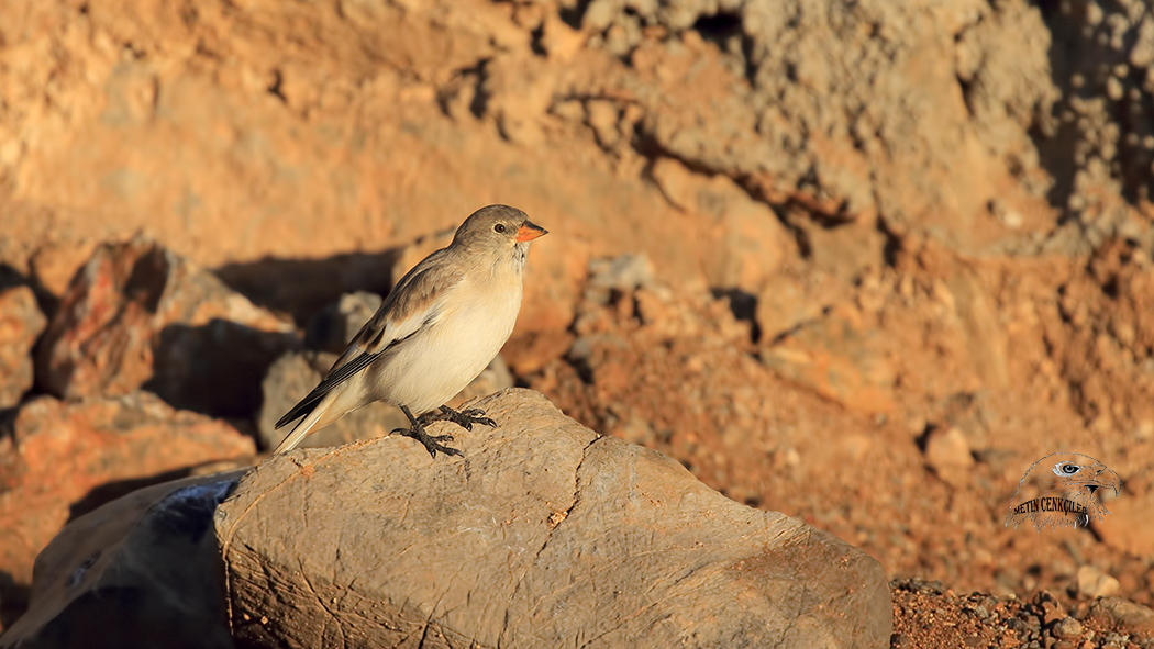 White-winged Snowfinch