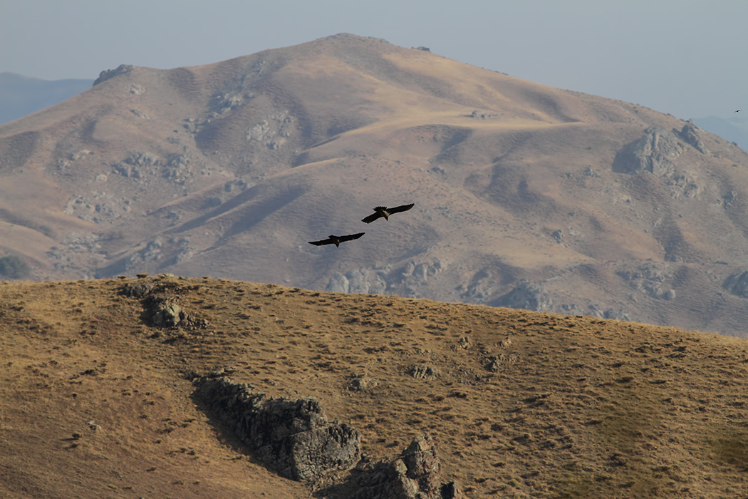 Bearded Vulture