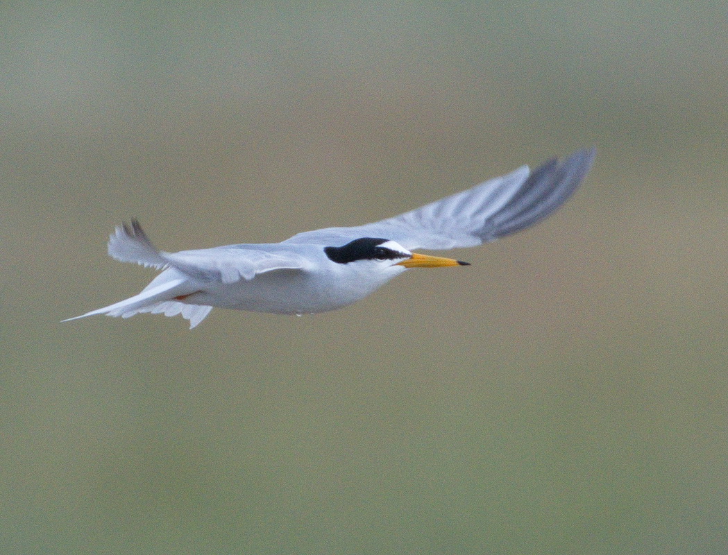 Little Tern