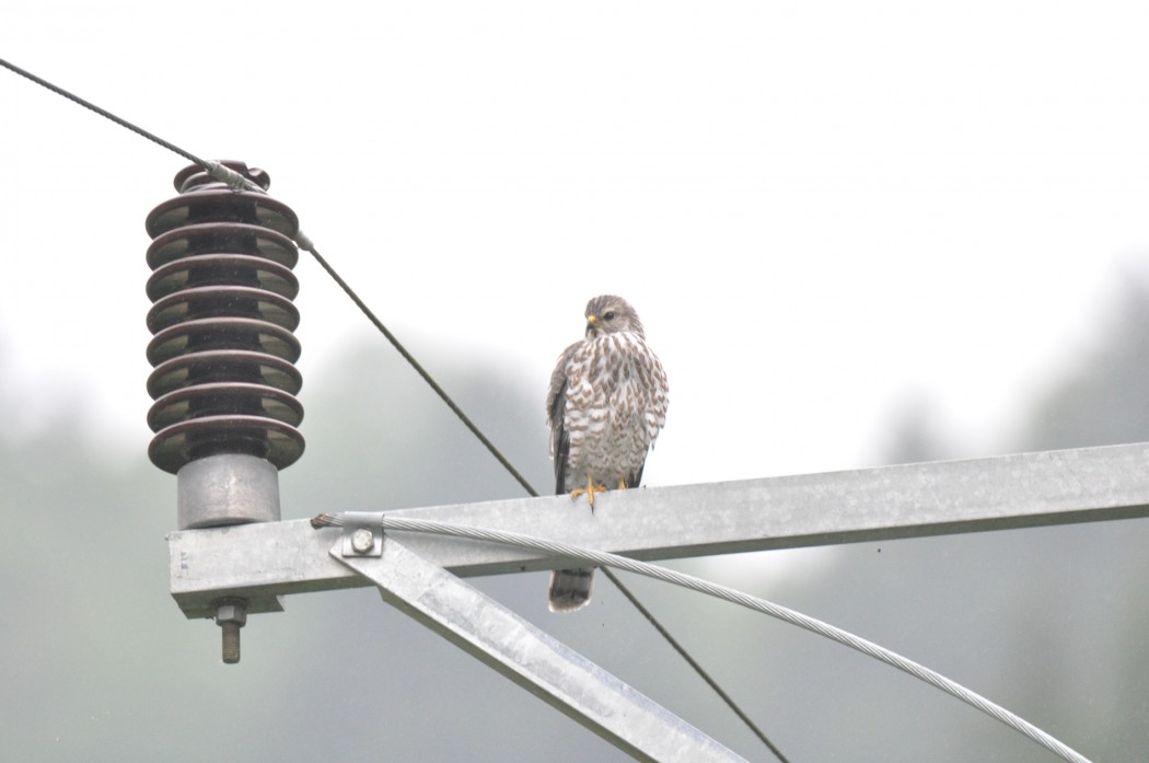 Levant Sparrowhawk
