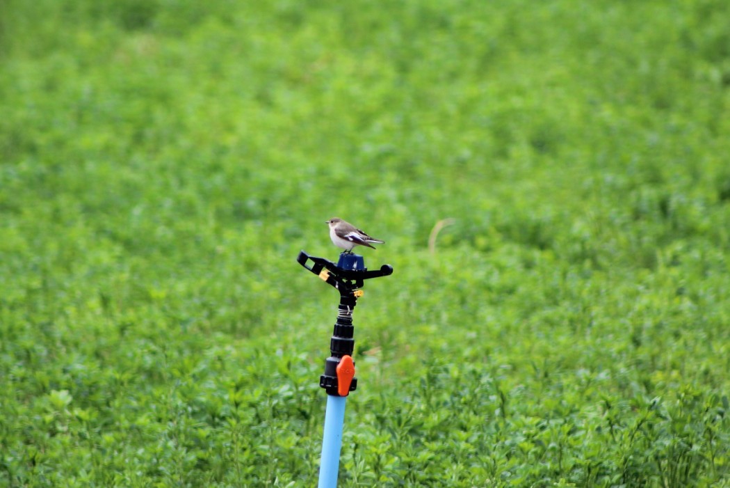 European Pied Flycatcher