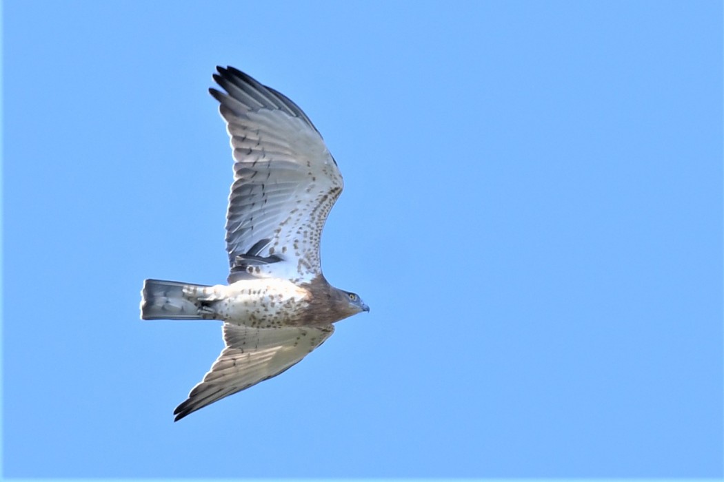 Yılan Kartalı