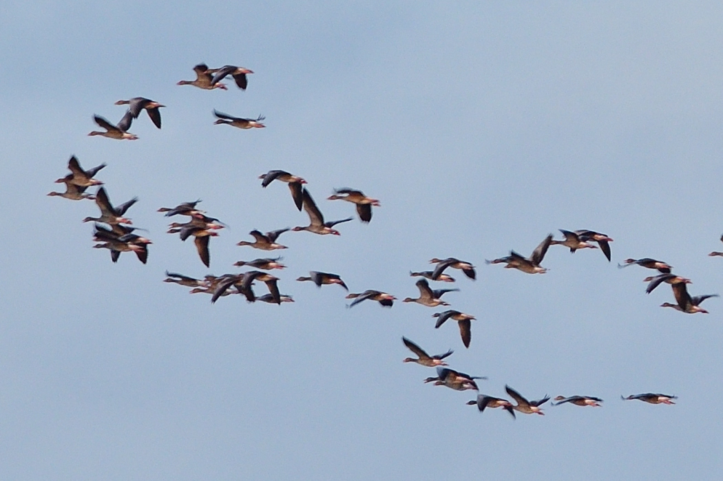Greylag Goose