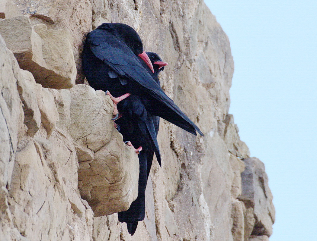 Red-billed Chough