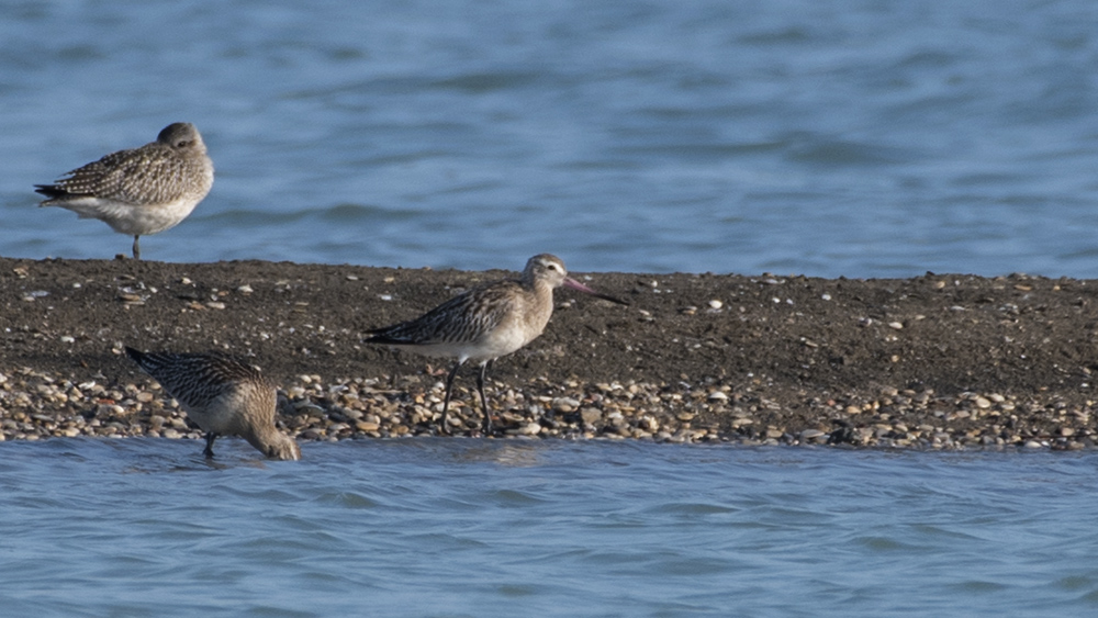 Bar-tailed Godwit