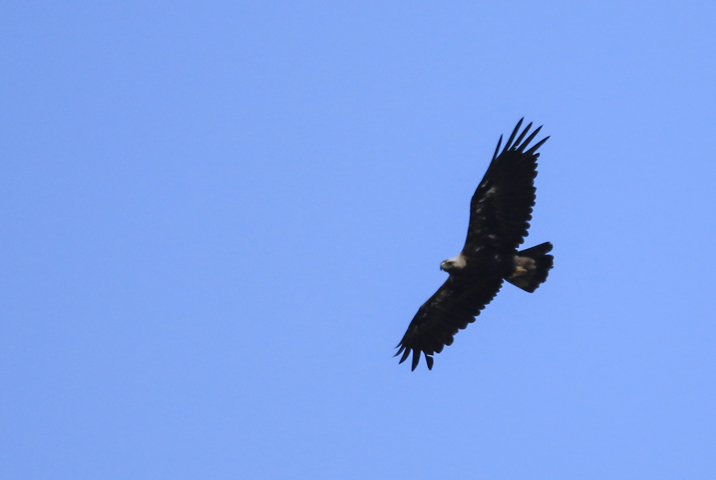 Eastern Imperial Eagle