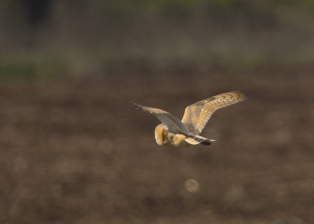 Western Barn Owl