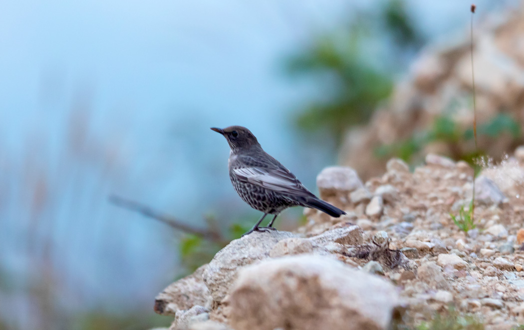 Ring Ouzel